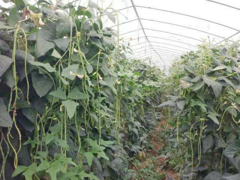 安徽大棚蔬菜保质保量包新鲜，支持看货