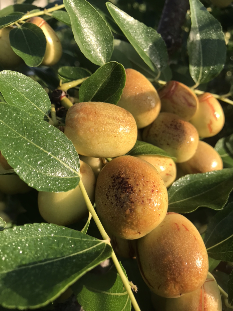 米枣皮薄脆甜化渣，水分足，每日更新，**实拍！诚信合作。