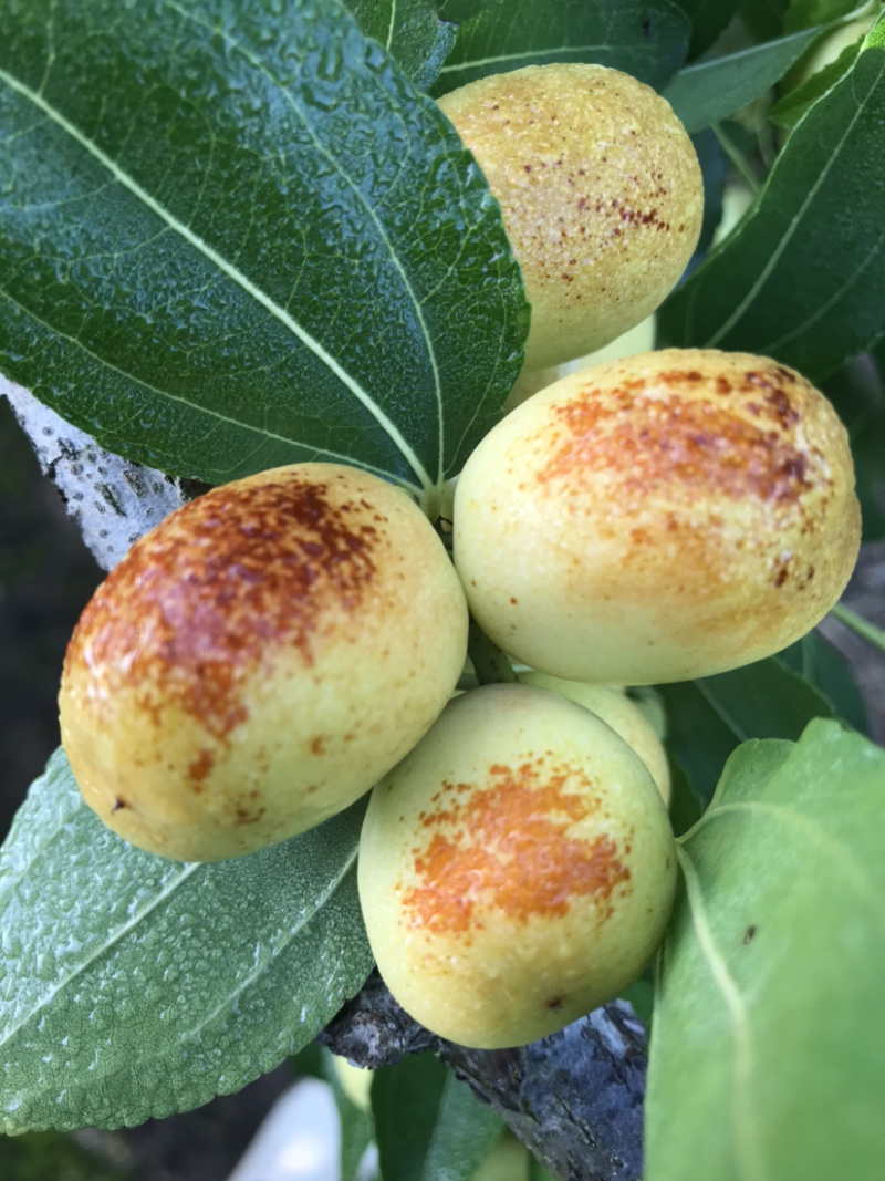 米枣皮薄脆甜化渣，水分足，每日更新，**实拍！诚信合作。