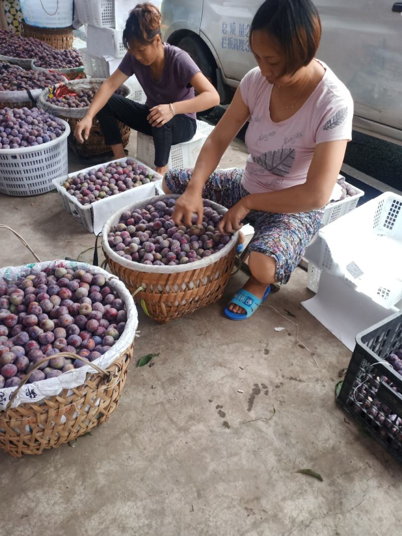 脆红李口感非常好，脆甜可口