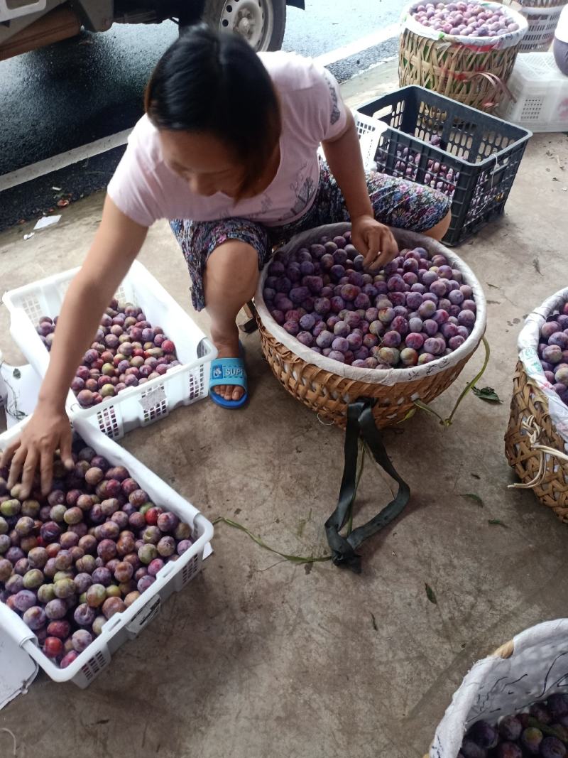 脆红李口感非常好，脆甜可口