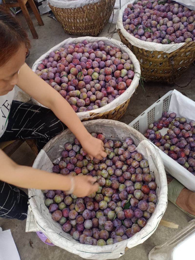 脆红李口感非常好，脆甜可口