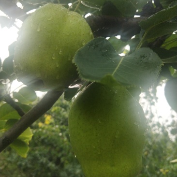 酥梨设抹药无公害口感好欢迎各位朋友光临