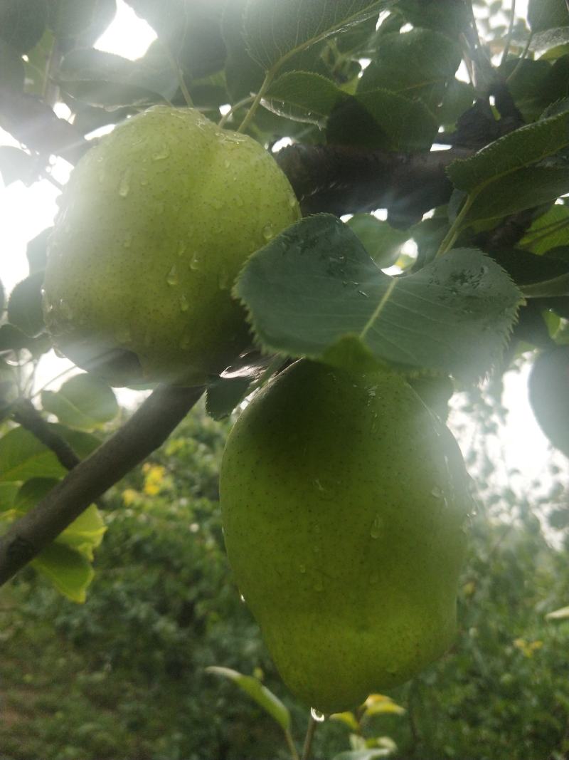 酥梨设抹药无公害口感好欢迎各位朋友光临