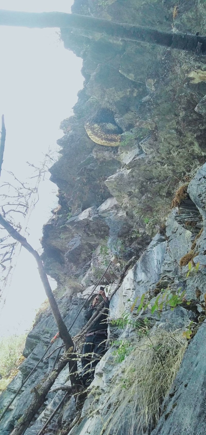 一手货源产地直销纯野生蜂巢蜜招全国代理