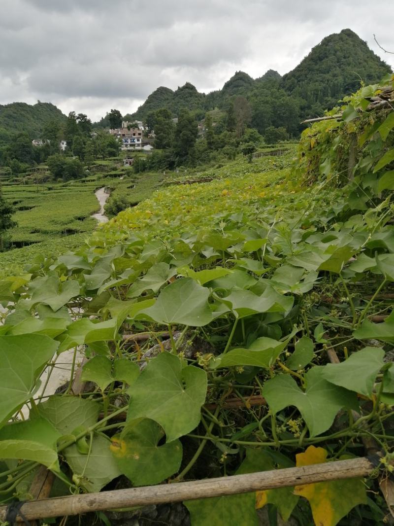 贵州省惠水县佛手瓜基地直销