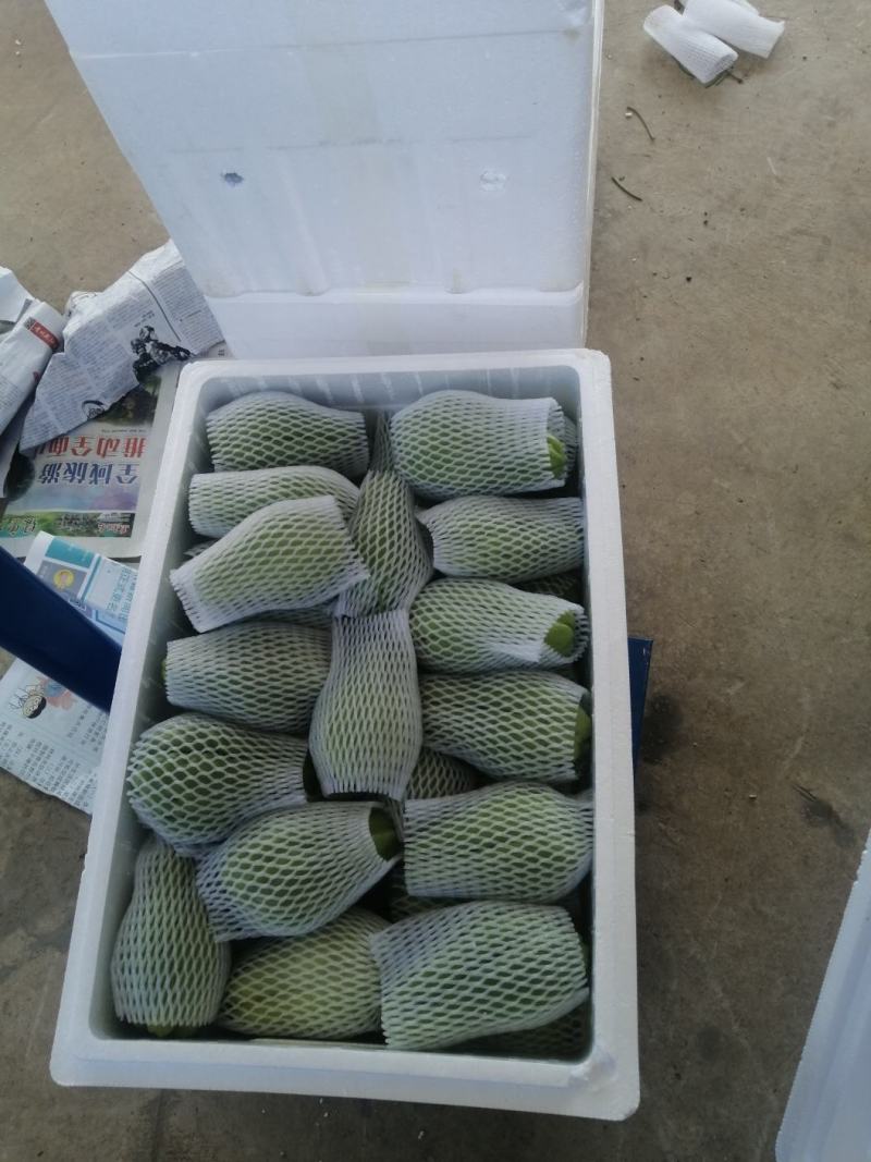 贵州省惠水县佛手瓜基地直销