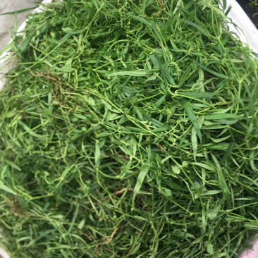 野生新鲜白花蛇舌草