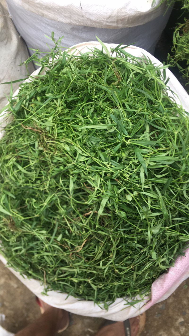 野生新鲜白花蛇舌草