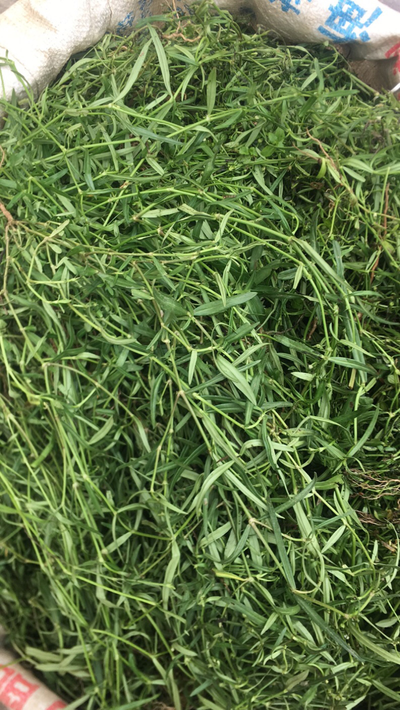 野生新鲜白花蛇舌草
