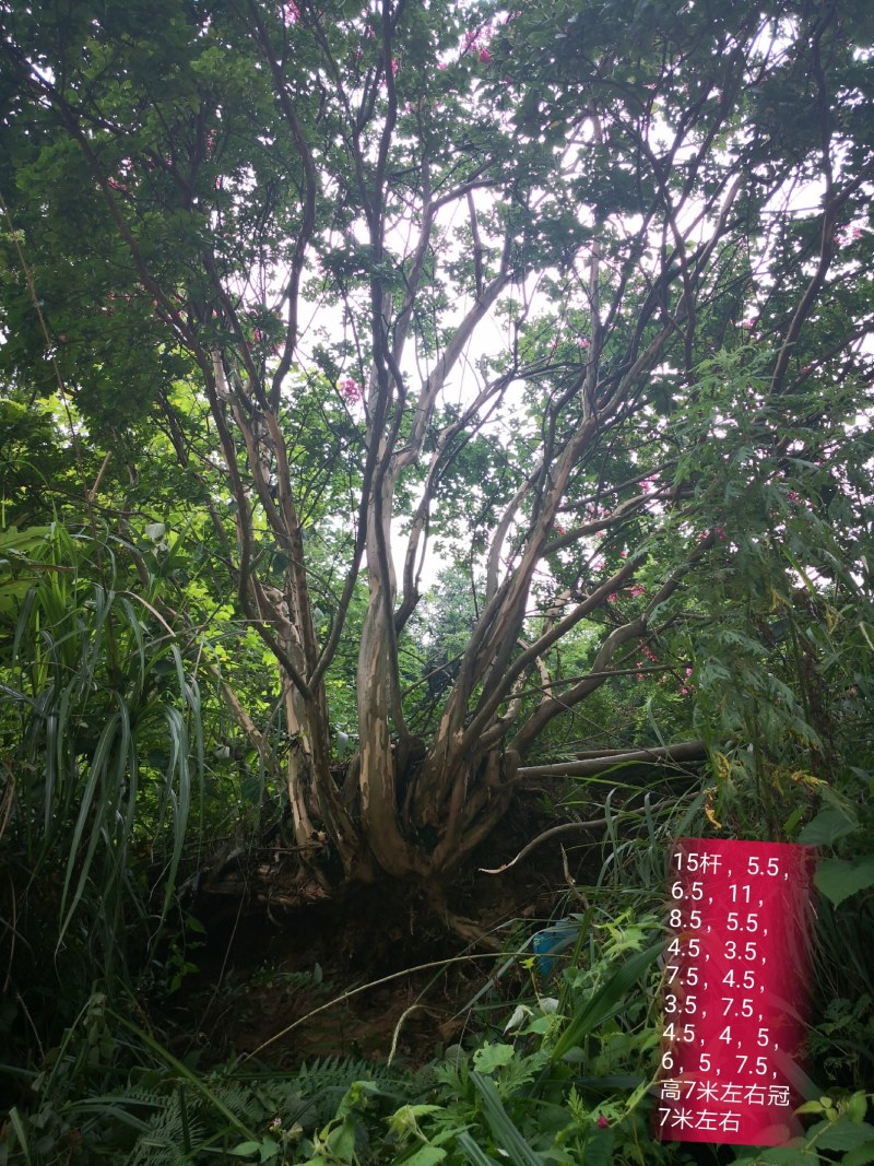 老紫薇，丛生，独杆都有