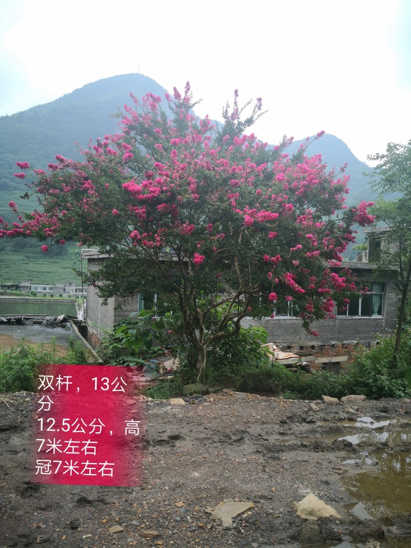 老紫薇，丛生，独杆都有
