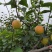 玉露香梨，优质香梨基地直供量大从优供商超