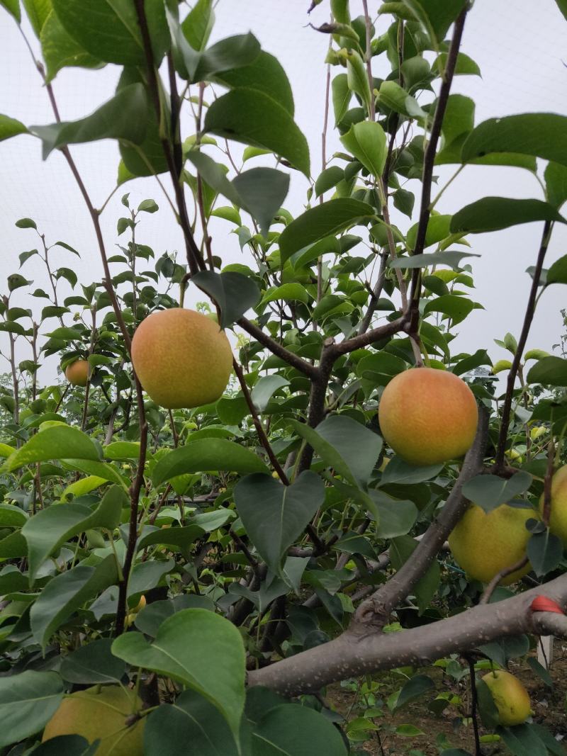 玉露香梨，优质香梨基地直供量大从优供商超