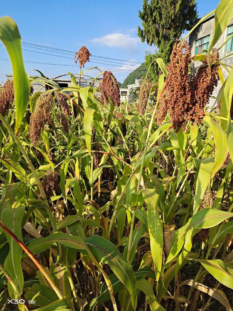 贵州兴义红樱子万亩基地，酿酒专用。。。。