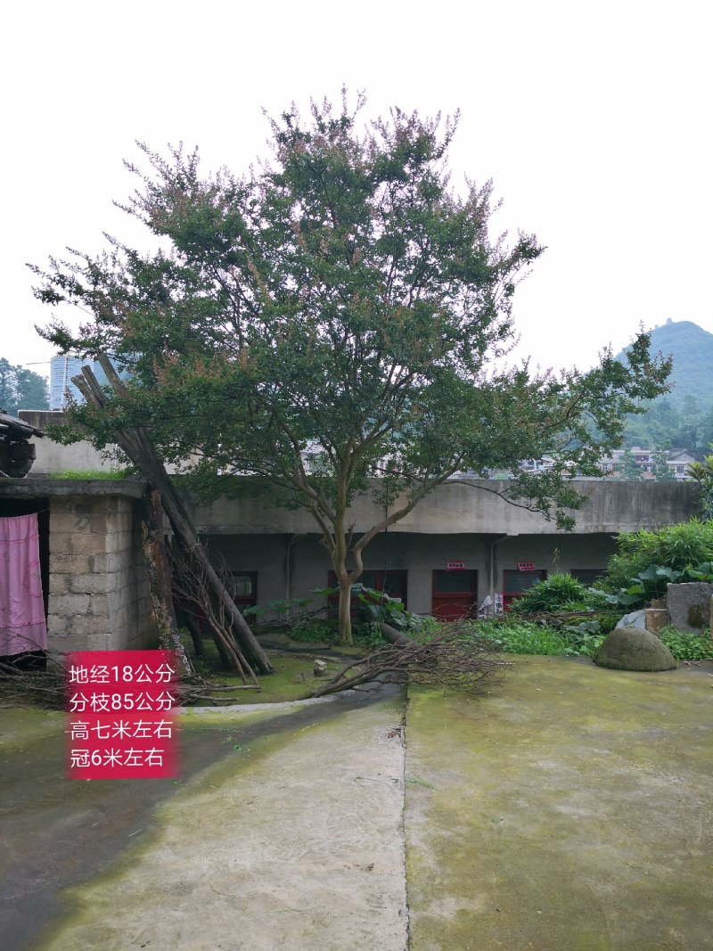 老紫薇，丛生，独杆都有