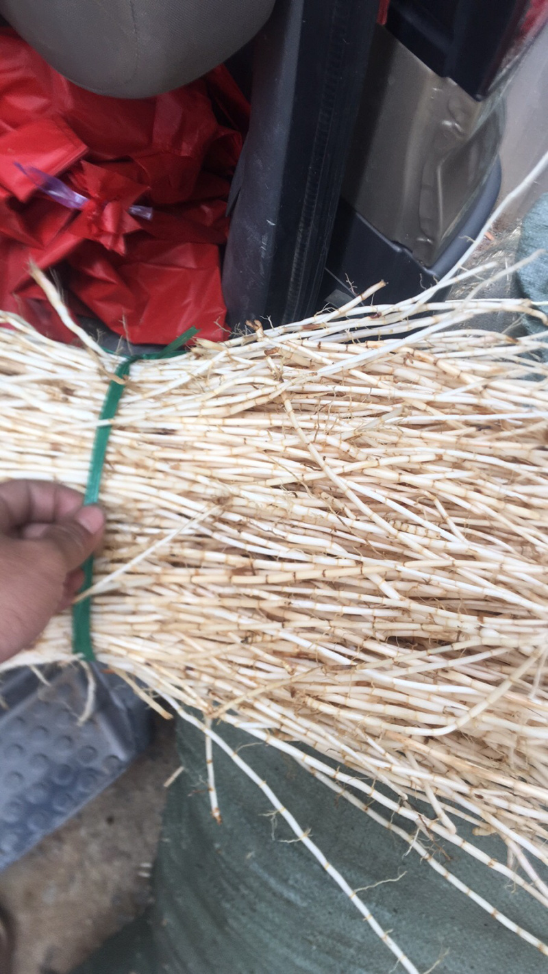 白茅根
