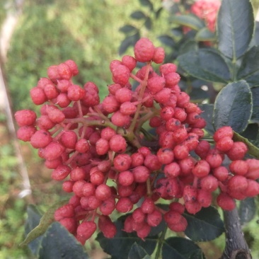 新品种花椒太空1号无籽花椒