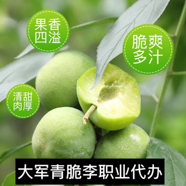 茂县青脆李李子