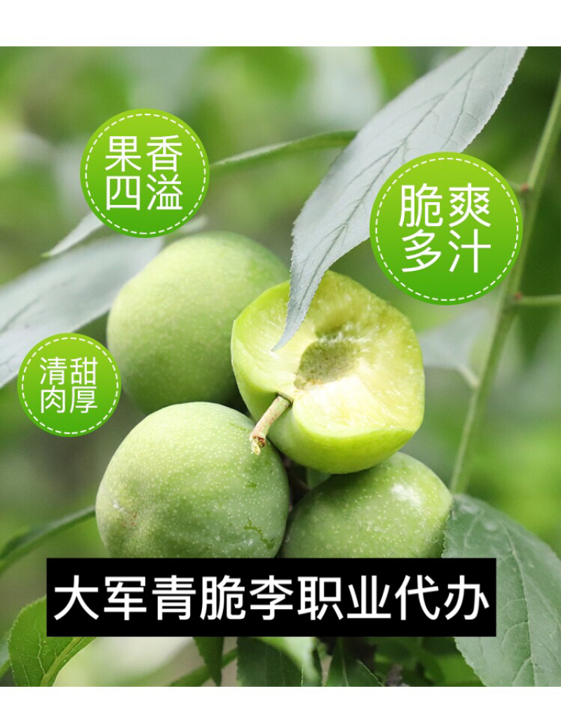 茂县青脆李李子