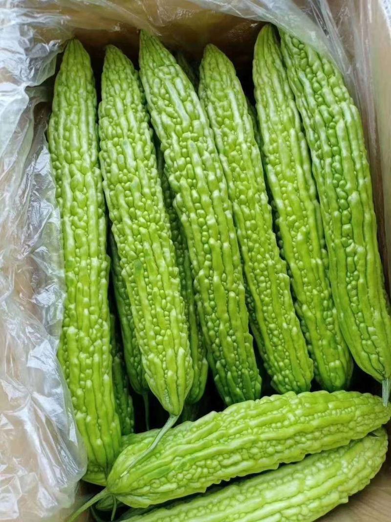 【推荐】苦瓜精品苦瓜优质货源产地直销商超直供