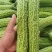 【推荐】苦瓜精品苦瓜优质货源产地直销商超直供
