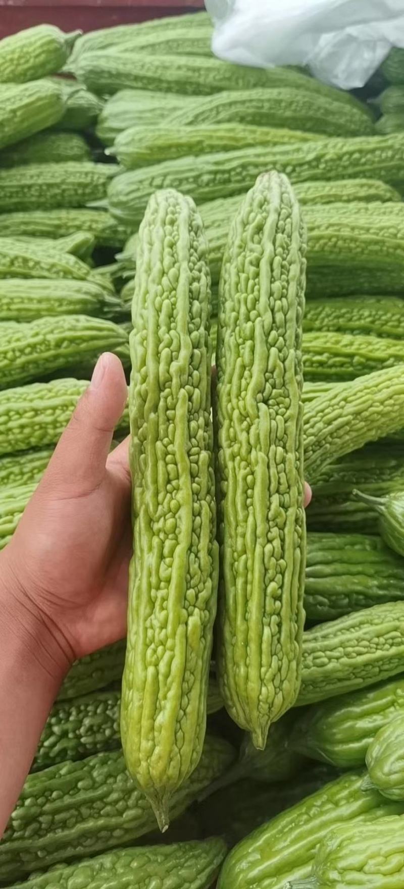 【推荐】苦瓜精品苦瓜优质货源产地直销商超直供