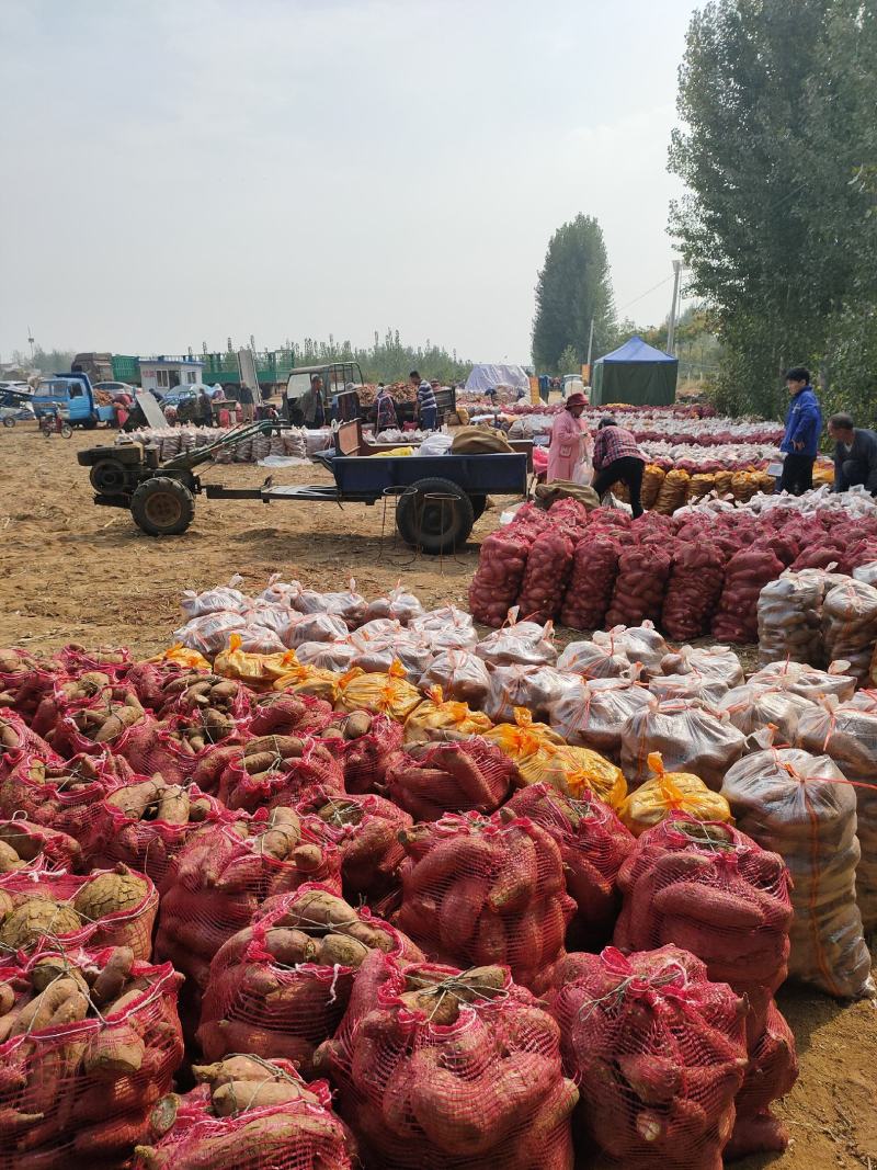 山东邹城济薯26加工厂通货次大块