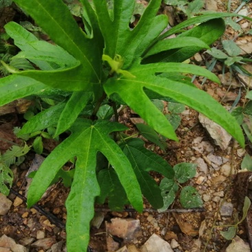 广西野生五指毛桃根干货湿货统货各种野生药材团队自挖