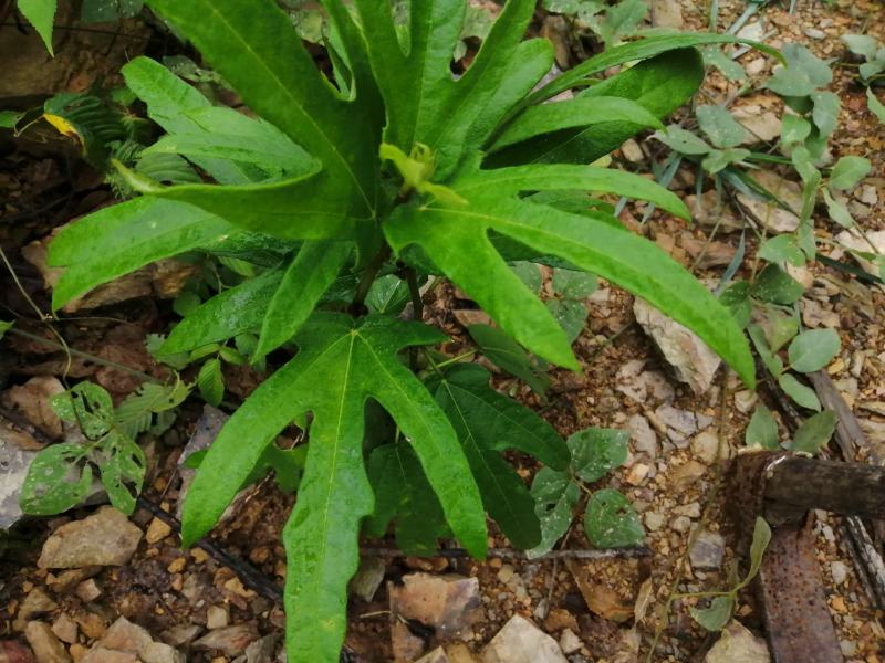 广西野生五指毛桃根干货湿货统货各种野生药材团队自挖