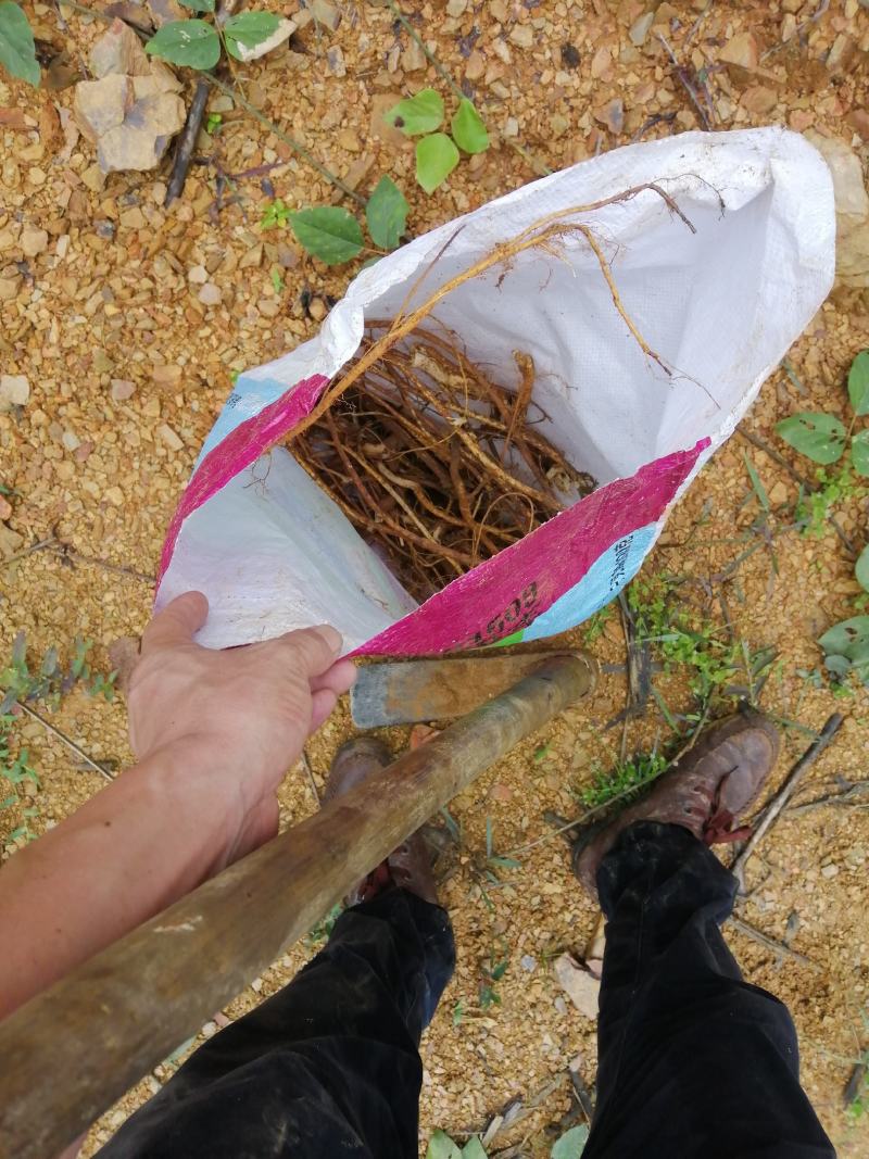 广西野生五指毛桃根干货湿货统货各种野生药材团队自挖