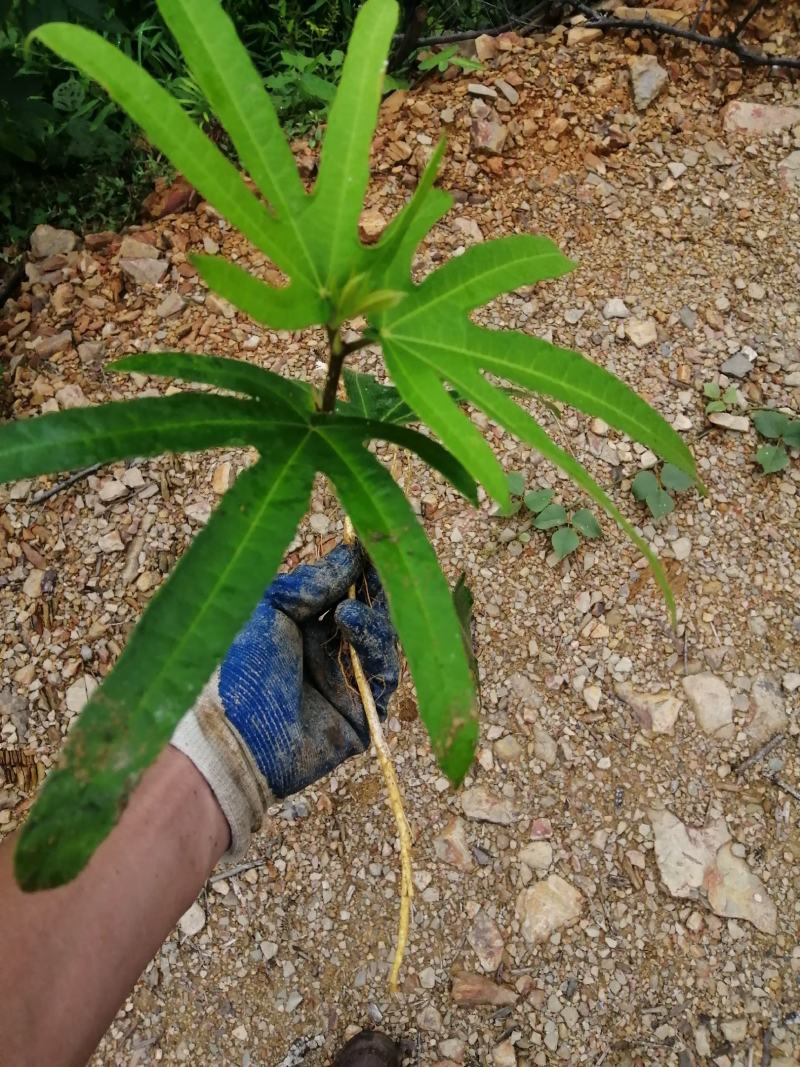 广西野生五指毛桃根干货湿货统货各种野生药材团队自挖