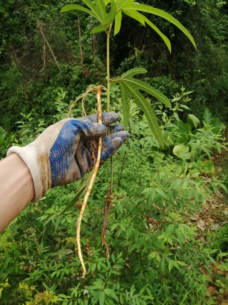 广西野生五指毛桃根干货湿货统货各种野生药材团队自挖