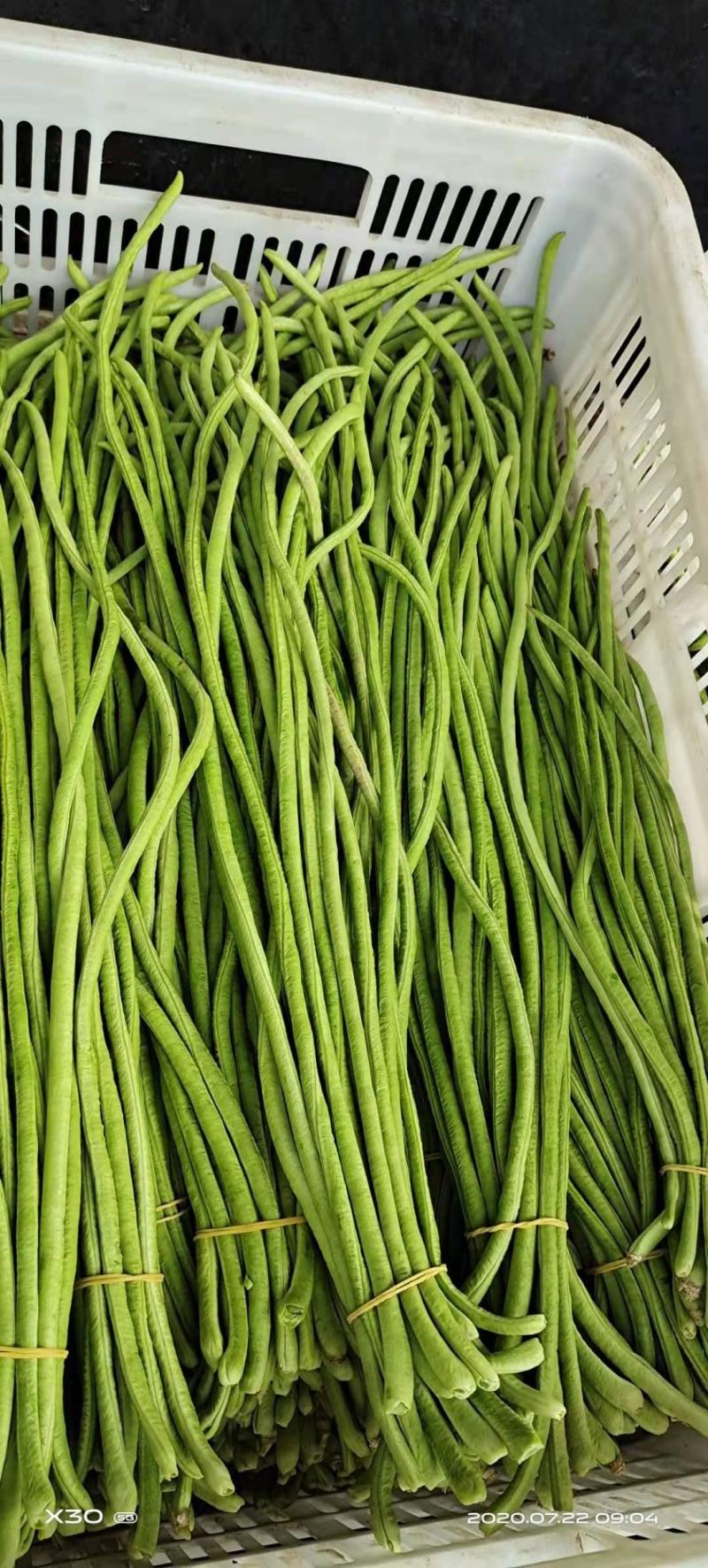 【推荐】新乐大棚蔬菜豇豆一手货源价格随行就市
