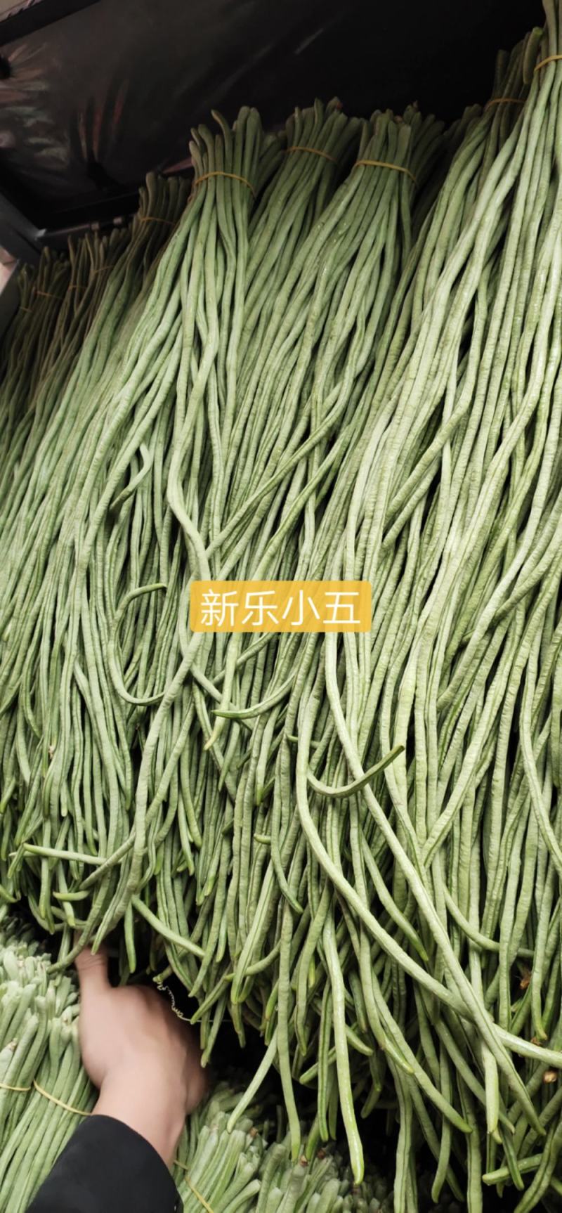 【推荐】新乐大棚蔬菜豇豆一手货源价格随行就市