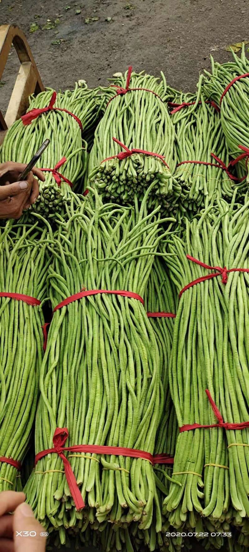 【推荐】新乐大棚蔬菜豇豆一手货源价格随行就市