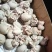 肚包肉热卖中.一斤4个左右.质量好价格低.可长期供应