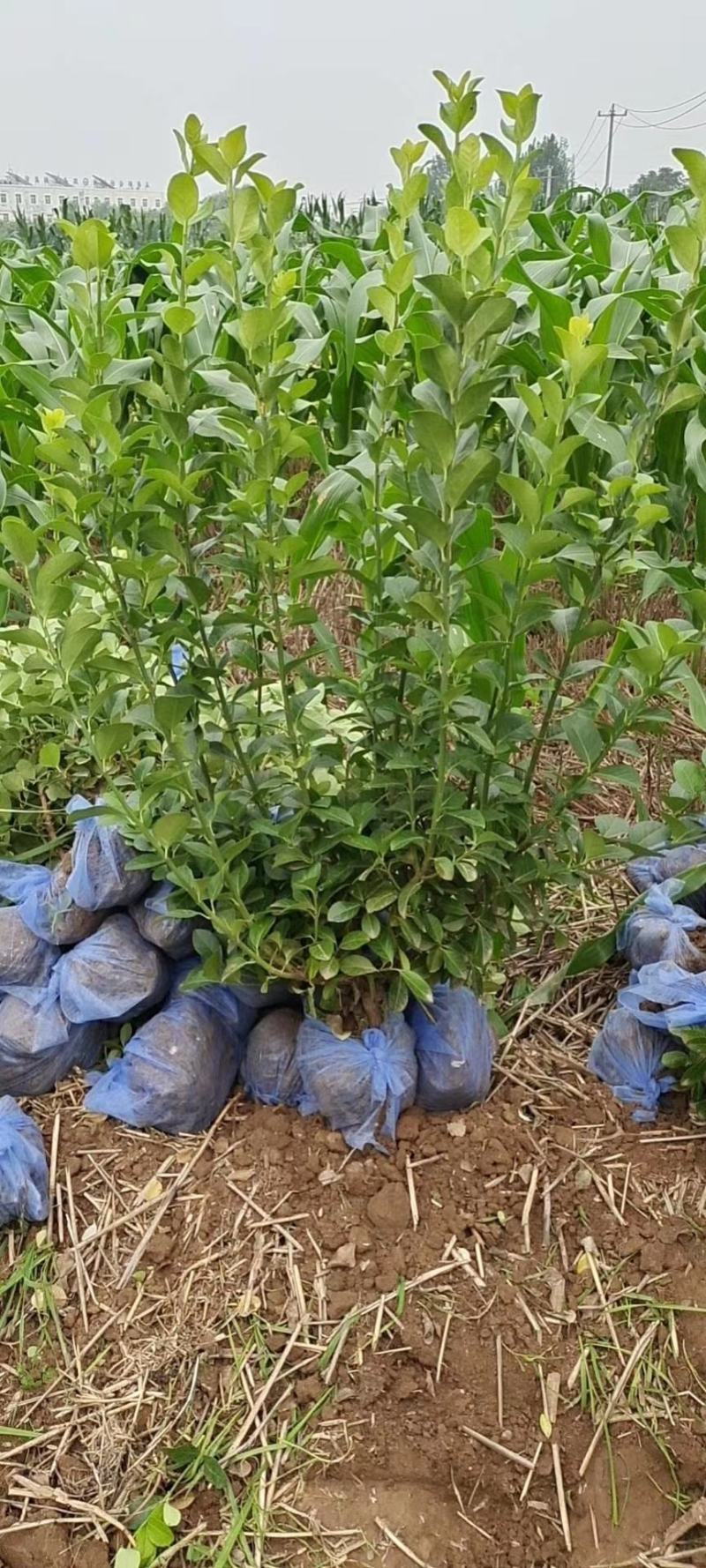 60卫矛装车中视频需要的联系自家苗圃货源