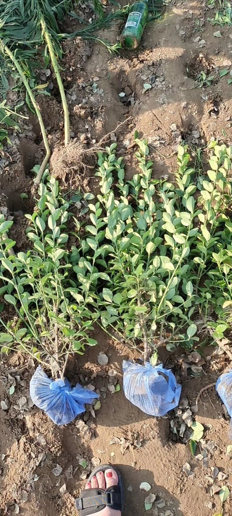 60卫矛装车中视频需要的联系自家苗圃货源