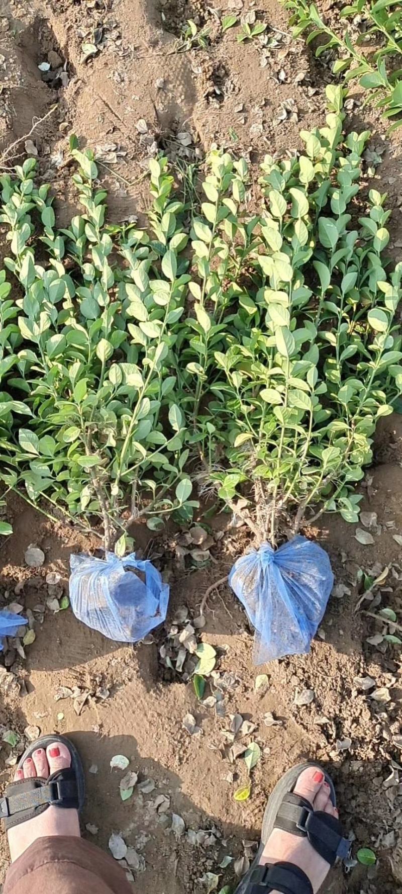 60卫矛装车中视频需要的联系自家苗圃货源