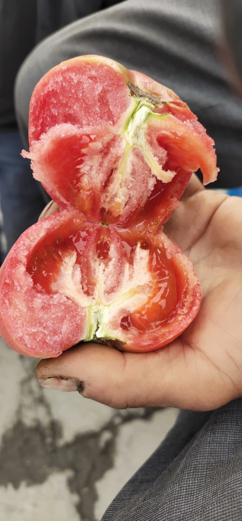 【推荐】沙土地西红柿一手货源适合乡镇超市