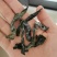 烘干海带结，海洋蔬菜，无沙无黄叶，厂家直销。