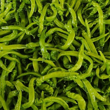 窟窿台蔬菜批发市场尖椒大量上市