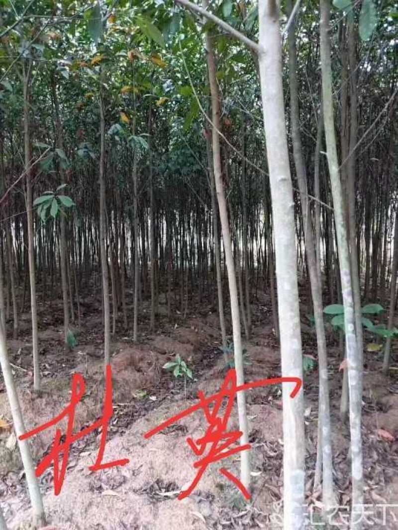 竹柏九江市柴桑区清风园林常年供应各种规格苗木