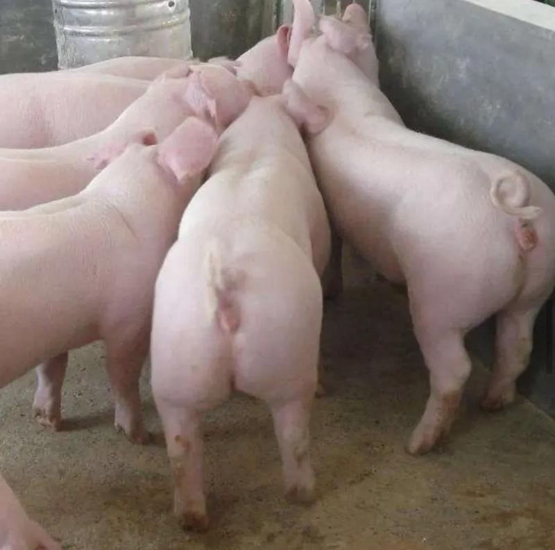 猪场优良三元仔猪品种齐全防疫到位备案车包送到家