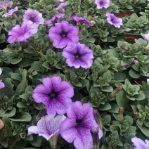 种植户直销矮牵牛花色齐全量大从优欢迎咨询