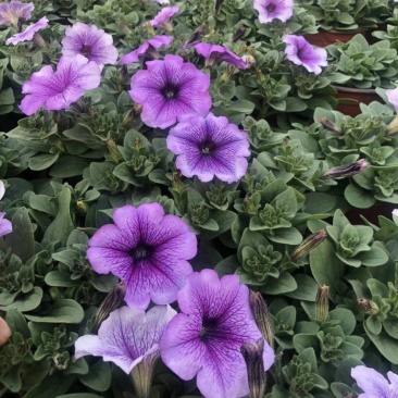 种植户直销矮牵牛花色齐全量大从优欢迎咨询
