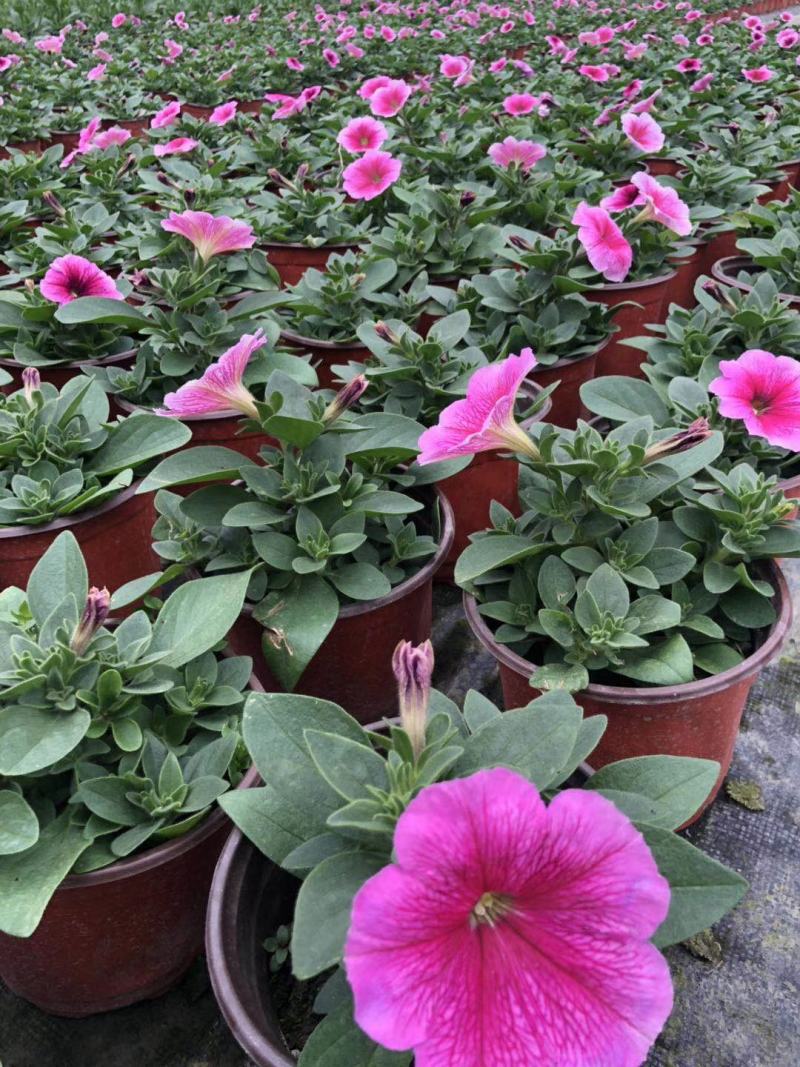 种植户直销矮牵牛花色齐全量大从优欢迎咨询