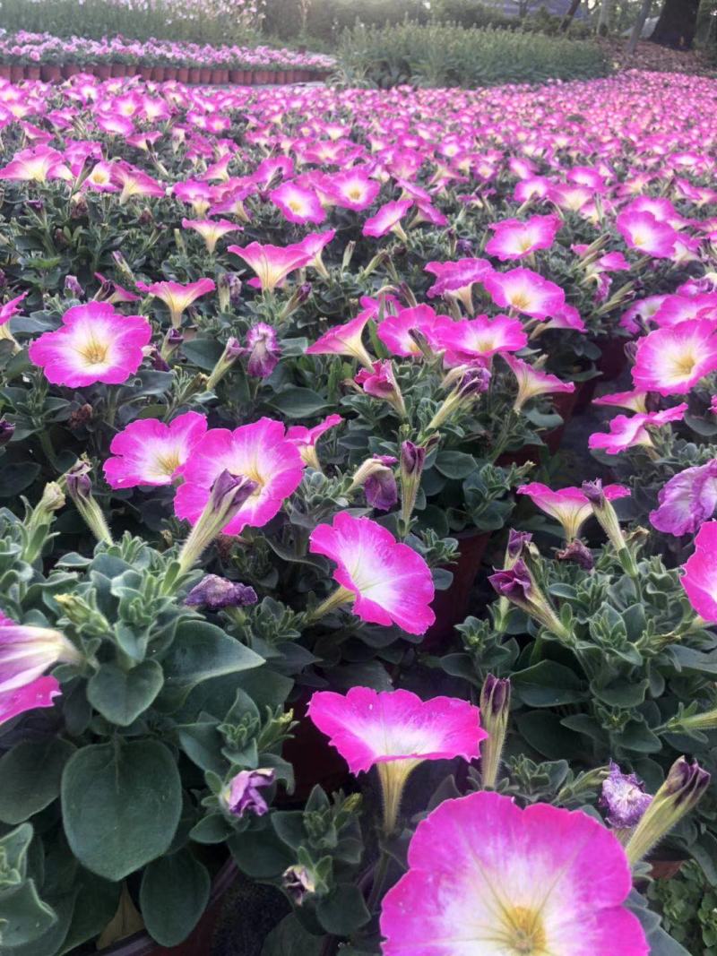 种植户直销矮牵牛花色齐全量大从优欢迎咨询