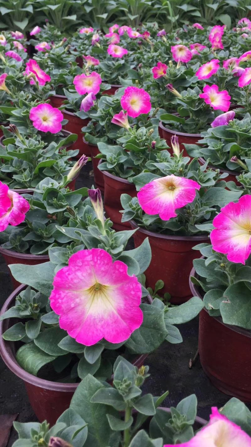 种植户直销矮牵牛花色齐全量大从优欢迎咨询